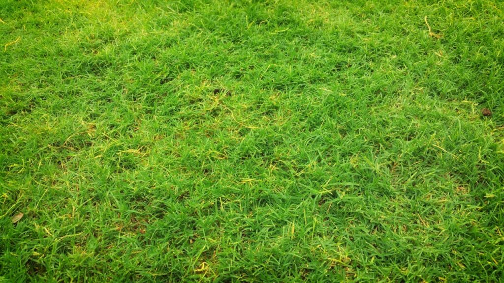 Florfliegen als stille Helfer im Garten und Zuhause